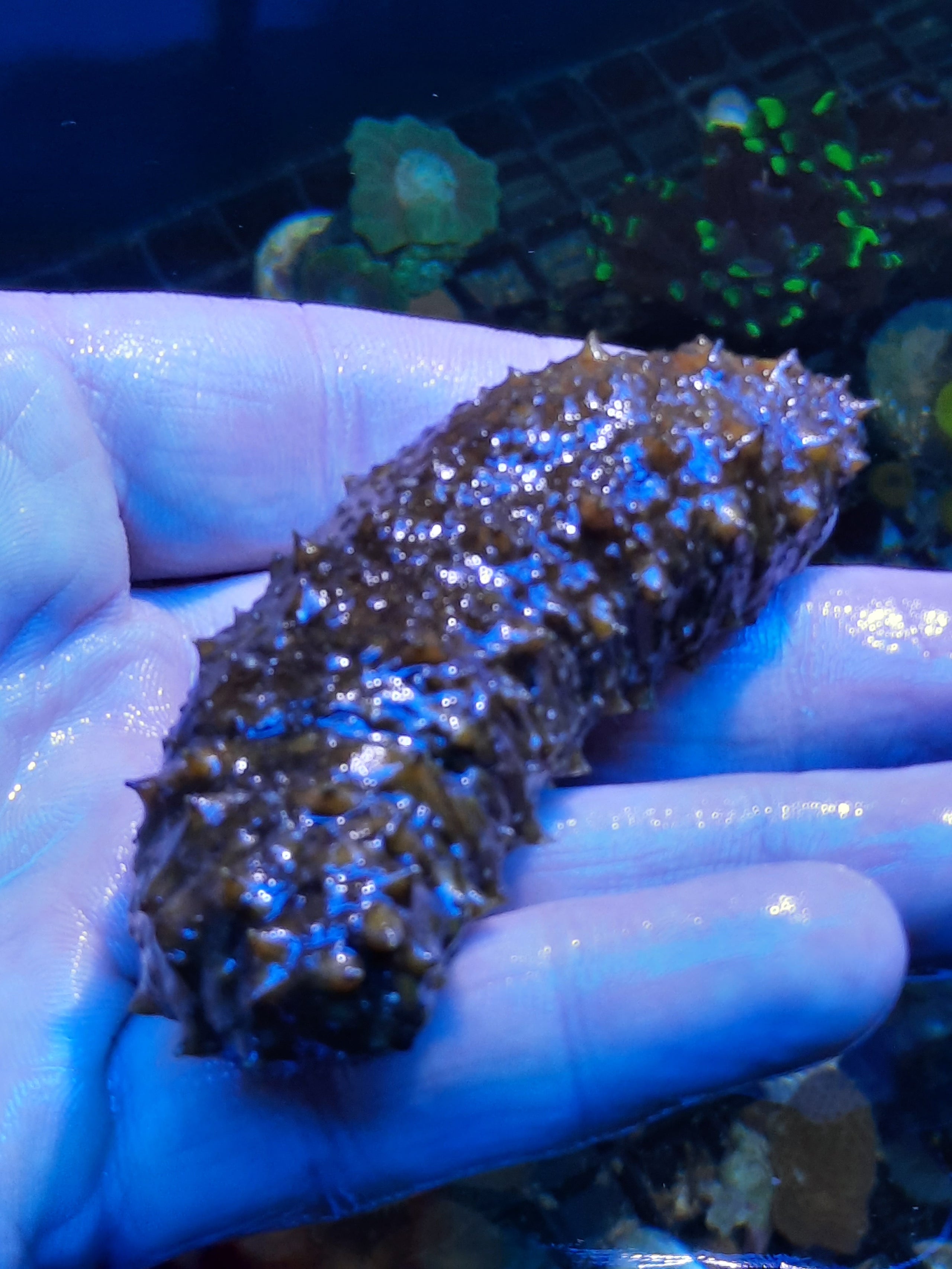 Sand Sifting Sea Cucumber | Blue Light Aquatics