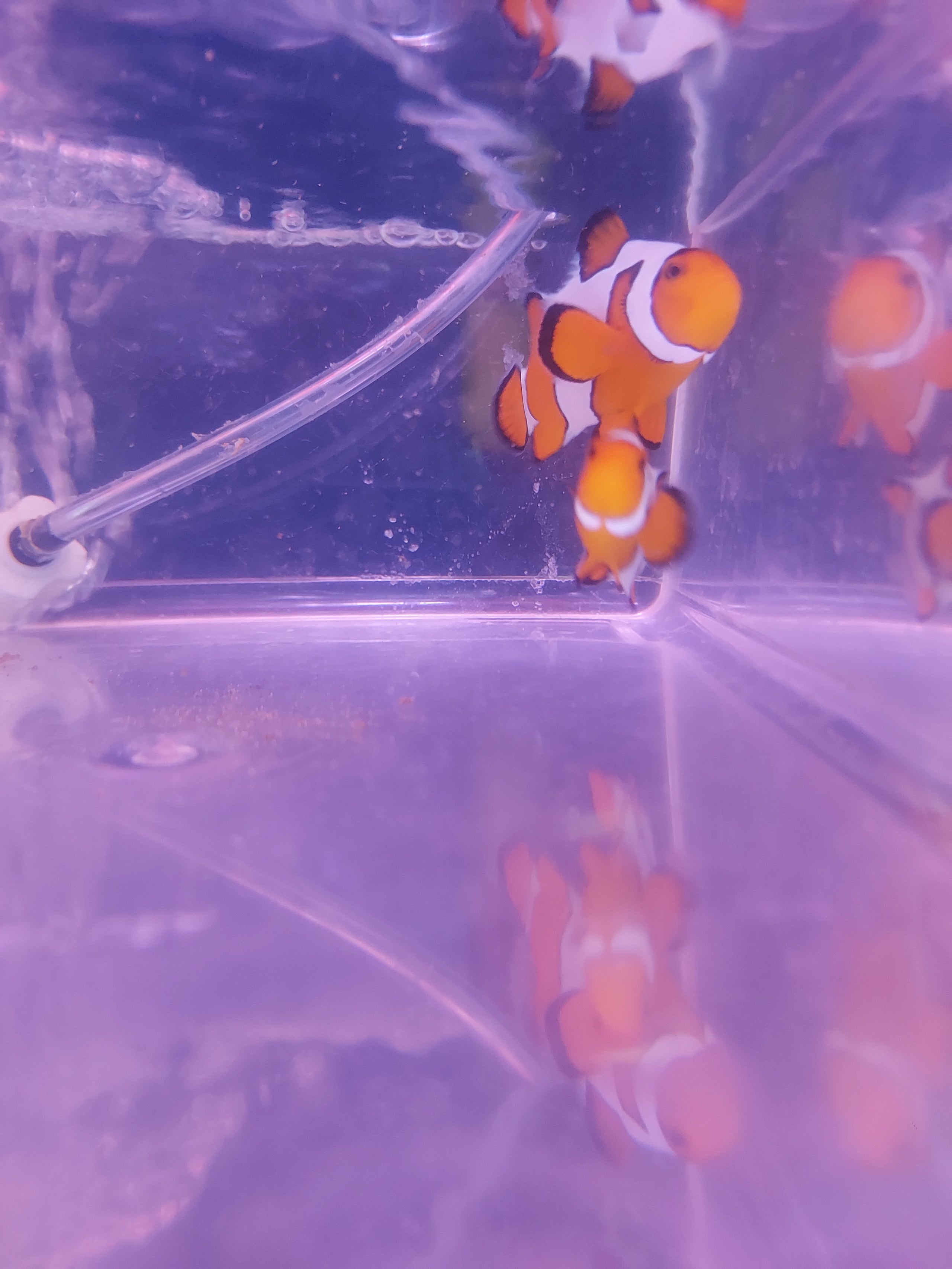 DaVinci Clownfish Pair | Blue Light Aquatics